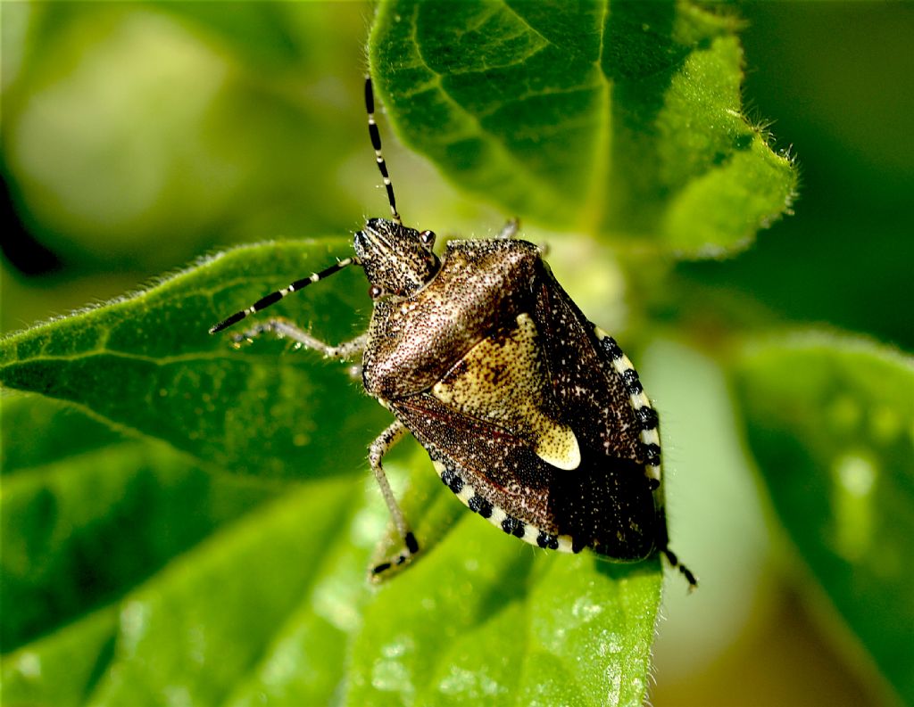 Pentatomidae: Carpocoris sp. ?  No, Dolycoris baccarum